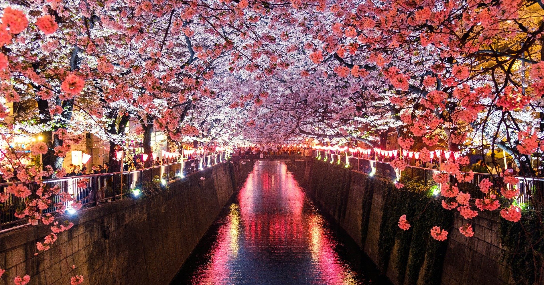 hanami-festival-jepang-untuk-menikmati-keindahan-bunga-sakura