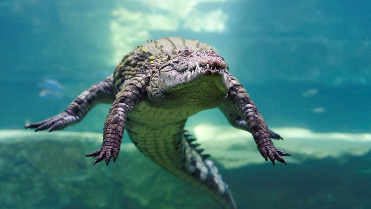 Perjalanan Buaya di Jepang: Dari Legenda ke Dunia Nyata